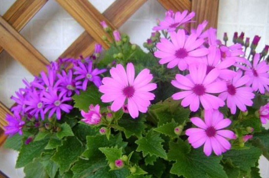 瓜叶菊花后修剪图解,这样修剪可让瓜叶菊二次开花