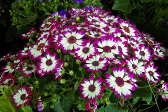 瓜叶菊花后修剪图解,这样修剪可让瓜叶菊二次开花