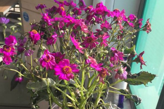 瓜叶菊花后修剪图解,这样修剪可让瓜叶菊二次开花