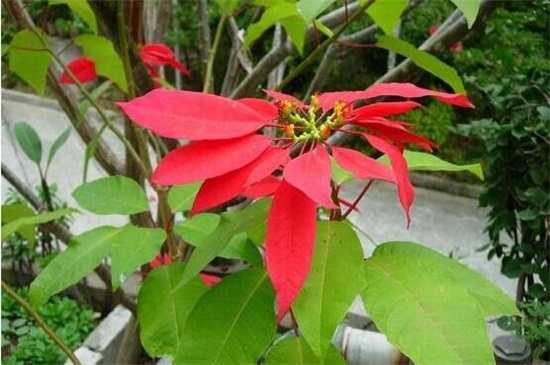 一品红怎么养殖方法,5个步骤养出一盆红红火火的一品红