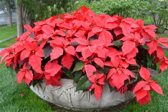 一品红怎么养殖方法,5个步骤养出一盆红红火火的一品红