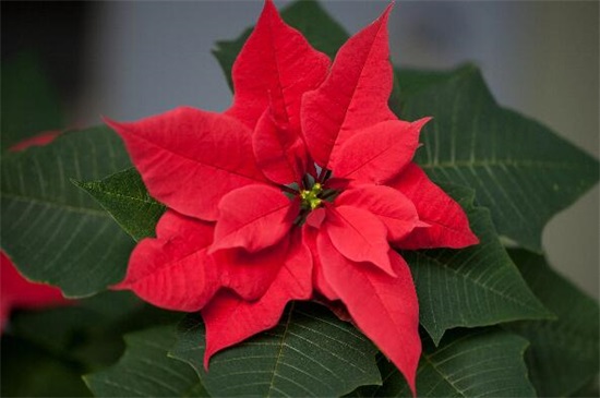 一品红怎么养殖方法,5个步骤养出一盆红红火火的一品红
