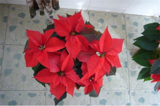 一品红怎么养殖方法,5个步骤养出一盆红红火火的一品红