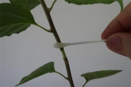 一品红怎么养殖方法,5个步骤养出一盆红红火火的一品红