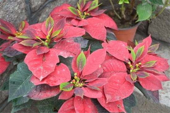 一品红怎么养殖方法,5个步骤养出一盆红红火火的一品红