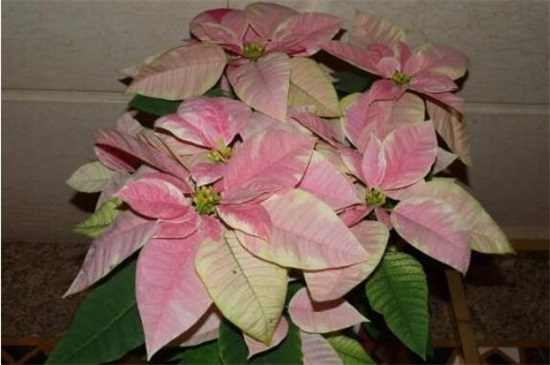 一品红怎么养殖方法,5个步骤养出一盆红红火火的一品红