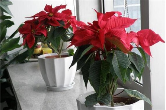 一品红怎么养殖方法,5个步骤养出一盆红红火火的一品红