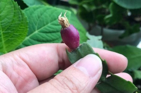 蟹爪兰夏季的繁殖与养护,播种嫁接繁殖/控水停肥荫蔽降温