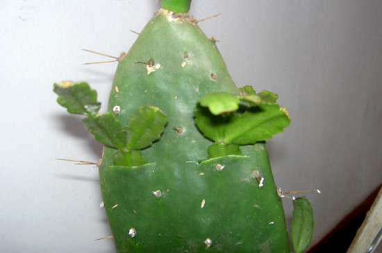 蟹爪兰夏季的繁殖与养护,播种嫁接繁殖/控水停肥荫蔽降温