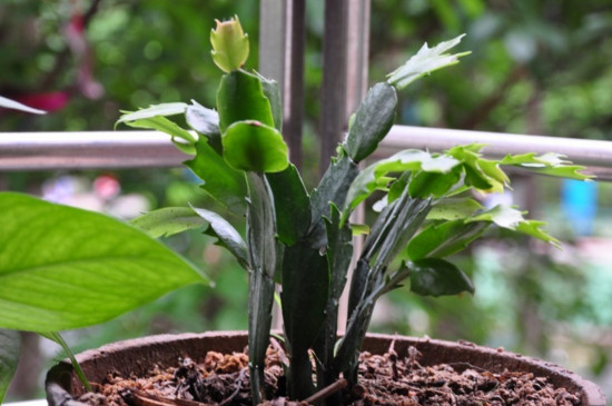 蟹爪兰夏季的繁殖与养护,播种嫁接繁殖/控水停肥荫蔽降温