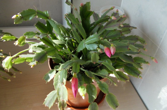 蟹爪兰夏季的繁殖与养护,播种嫁接繁殖/控水停肥荫蔽降温