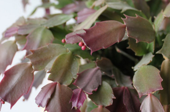 蟹爪兰夏季的繁殖与养护,播种嫁接繁殖/控水停肥荫蔽降温