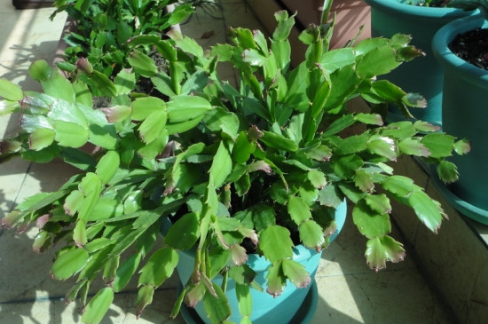 蟹爪兰夏季的繁殖与养护,播种嫁接繁殖/控水停肥荫蔽降温