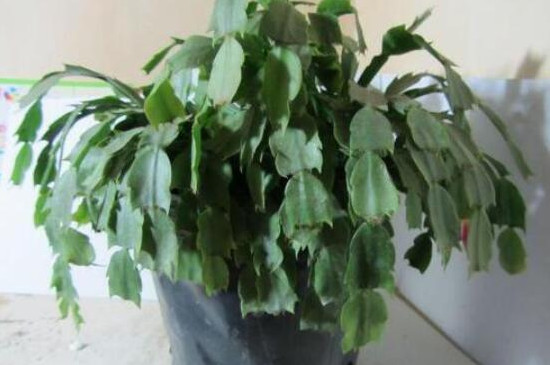 蟹爪兰夏季的繁殖与养护,播种嫁接繁殖/控水停肥荫蔽降温