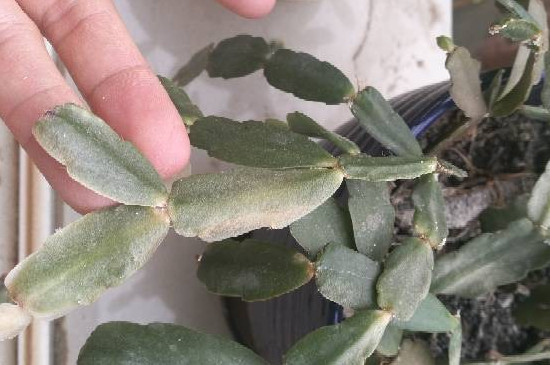 蟹爪兰夏季的繁殖与养护,播种嫁接繁殖/控水停肥荫蔽降温