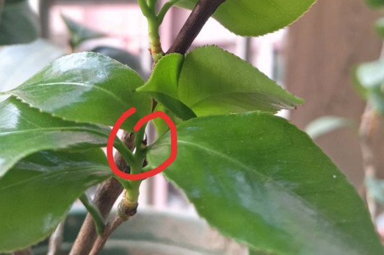 茶花新芽刚长出就枯死,改善土质降低水肥让新芽恢复生长