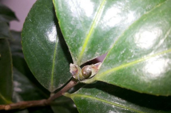 茶花新芽刚长出就枯死,改善土质降低水肥让新芽恢复生长