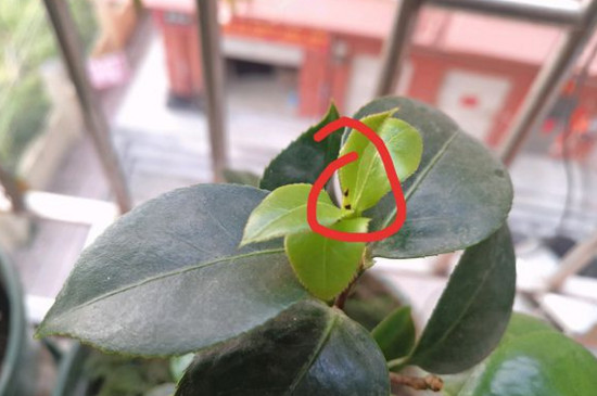 茶花新芽刚长出就枯死,改善土质降低水肥让新芽恢复生长