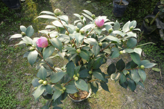 茶花新芽刚长出就枯死,改善土质降低水肥让新芽恢复生长
