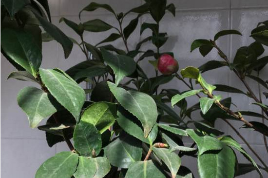 茶花新芽刚长出就枯死,改善土质降低水肥让新芽恢复生长