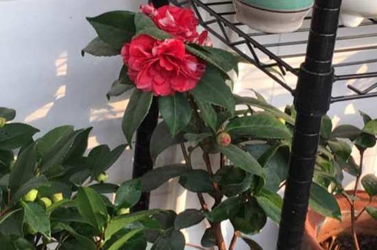 茶花新芽刚长出就枯死,改善土质降低水肥让新芽恢复生长