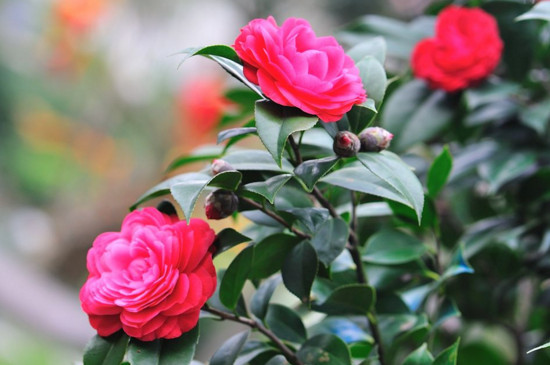 茶花新芽刚长出就枯死,改善土质降低水肥让新芽恢复生长