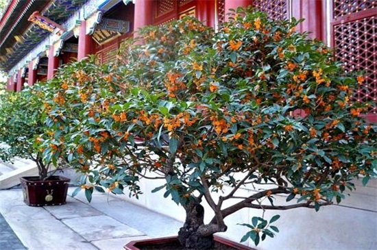 桂花什么时候开花季节,夏末初秋时开花/花期9~10月