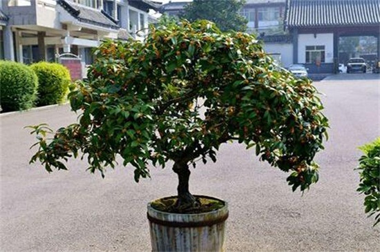 桂花什么时候开花季节,夏末初秋时开花/花期9~10月