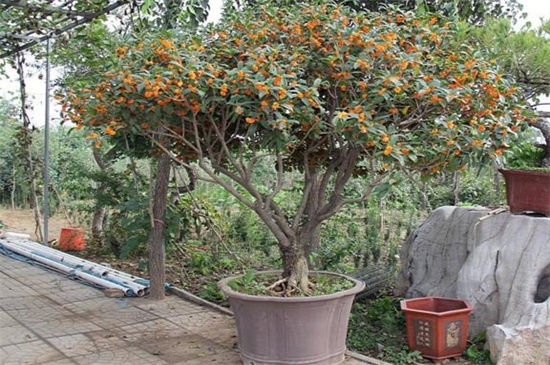 桂花什么时候开花季节,夏末初秋时开花/花期9~10月