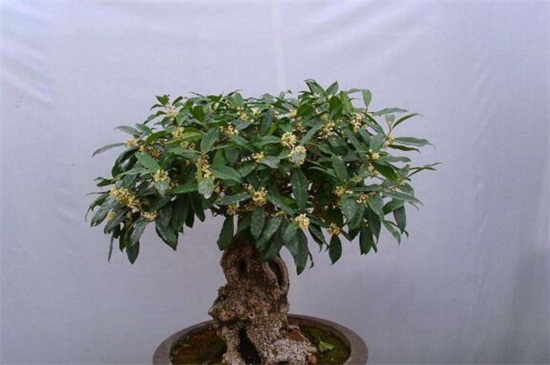 桂花什么时候开花季节,夏末初秋时开花/花期9~10月