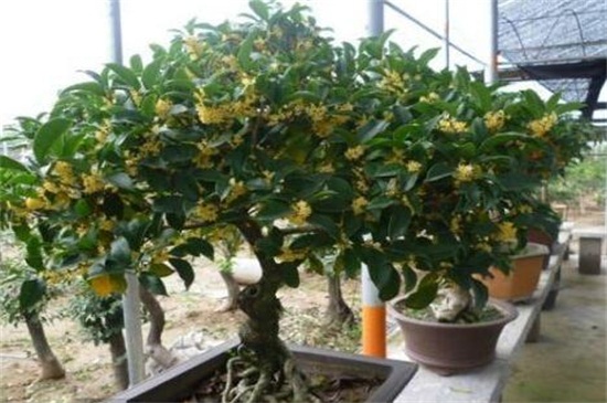 桂花什么时候开花季节,夏末初秋时开花/花期9~10月