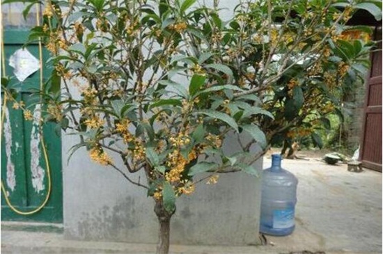 桂花什么时候开花季节,夏末初秋时开花/花期9~10月