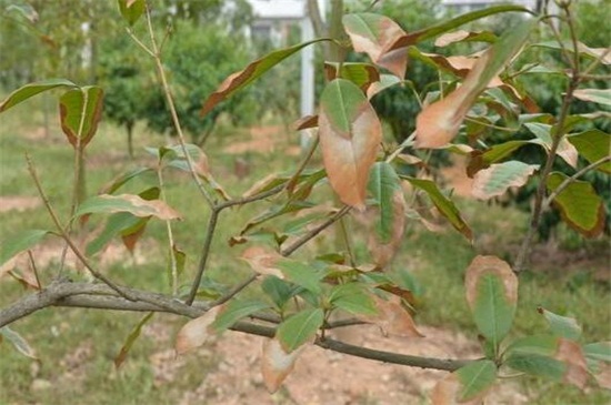 桂花什么时候开花季节,夏末初秋时开花/花期9~10月