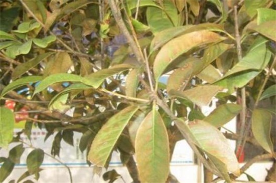 桂花什么时候开花季节,夏末初秋时开花/花期9~10月