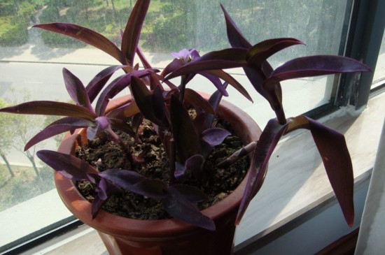 紫鸭拓草开花有毒吗,全株无毒还具有药用价值