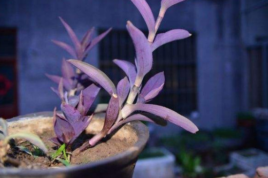 紫鸭拓草开花有毒吗,全株无毒还具有药用价值