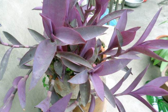 紫鸭拓草开花有毒吗,全株无毒还具有药用价值