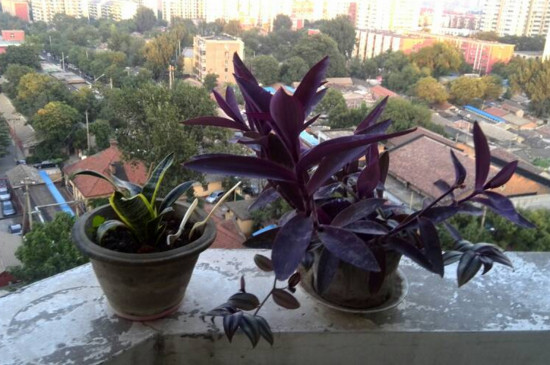 紫鸭拓草开花有毒吗,全株无毒还具有药用价值