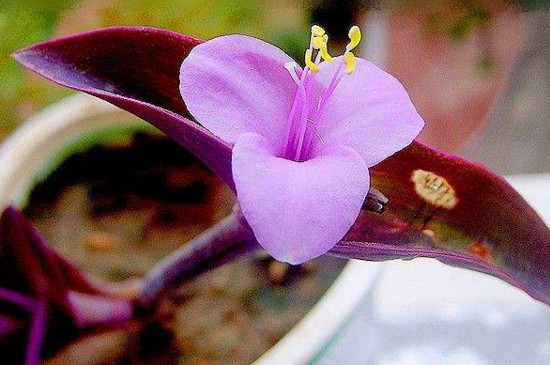 紫鸭拓草开花有毒吗,全株无毒还具有药用价值