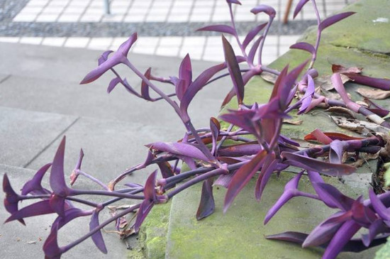 紫鸭拓草开花有毒吗,全株无毒还具有药用价值