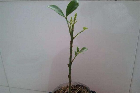 米兰花扦插方法及图解,掌握四个要点成功扦插米兰花