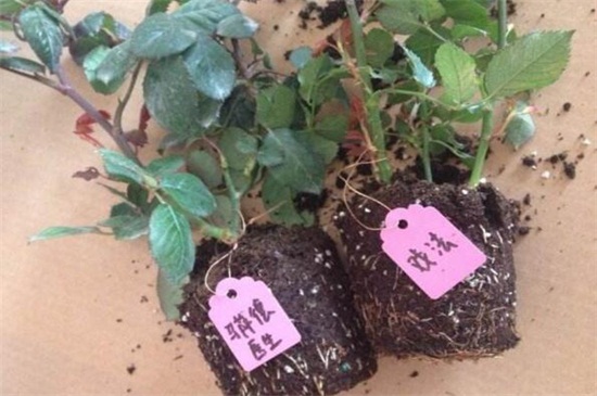 米兰花扦插方法及图解,掌握四个要点成功扦插米兰花