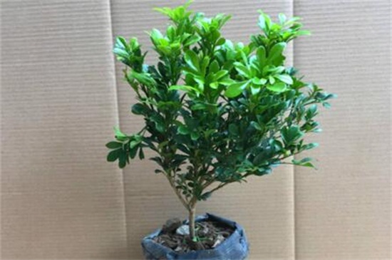 米兰花扦插方法及图解,掌握四个要点成功扦插米兰花