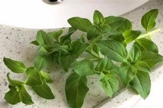 米兰花扦插方法及图解,掌握四个要点成功扦插米兰花