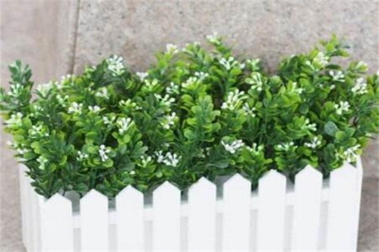 米兰花扦插方法及图解,掌握四个要点成功扦插米兰花