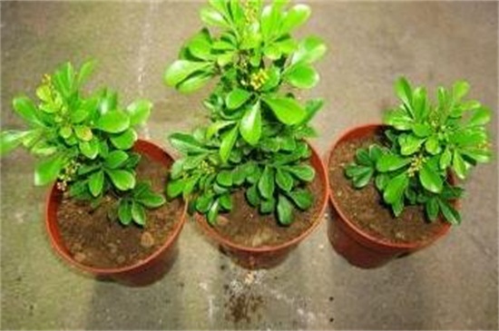 米兰花扦插方法及图解,掌握四个要点成功扦插米兰花