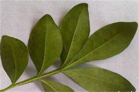 米兰花扦插方法及图解,掌握四个要点成功扦插米兰花