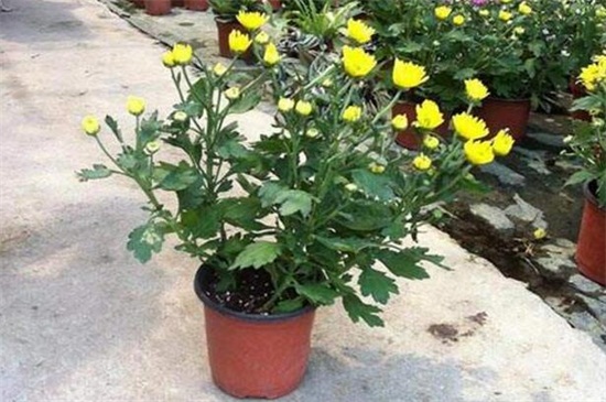 菊花可以四季都开花吗,可以(短日照/长日照的交替养护)