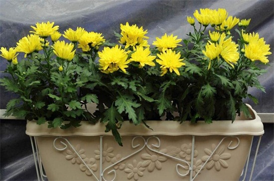 菊花可以四季都开花吗,可以(短日照/长日照的交替养护)