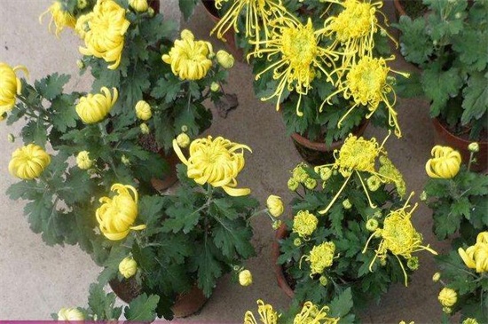 菊花可以四季都开花吗,可以(短日照/长日照的交替养护)